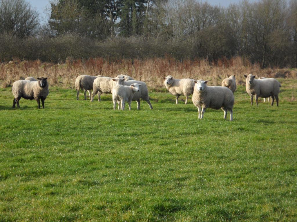 Bed and Breakfast The Stables - Deer Park Farm Solihull Zimmer foto