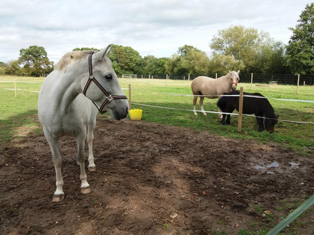Bed and Breakfast The Stables - Deer Park Farm Solihull Exterior foto